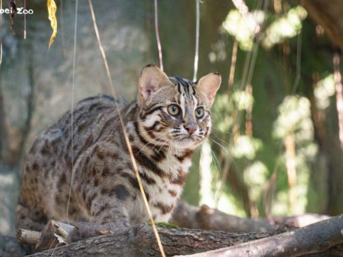 強化公共安全!農業部預告修正草案,將禁止飼養641種具毒性與高攻擊性動物 強化公共安全!農業部預告修正草案,將禁止飼養641種具毒性與高攻擊性動物